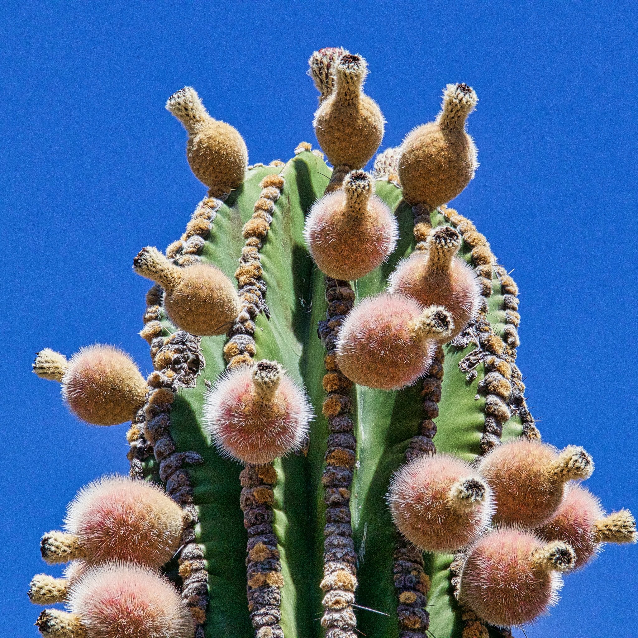 Pachycereus pringleii